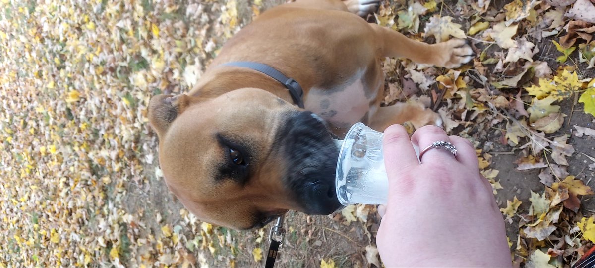 boygrandsons2's tweet photo. @TheEricBland @MandyMatney Roscoe loves a special treat! https://t.co/1PPmcFWg3J
