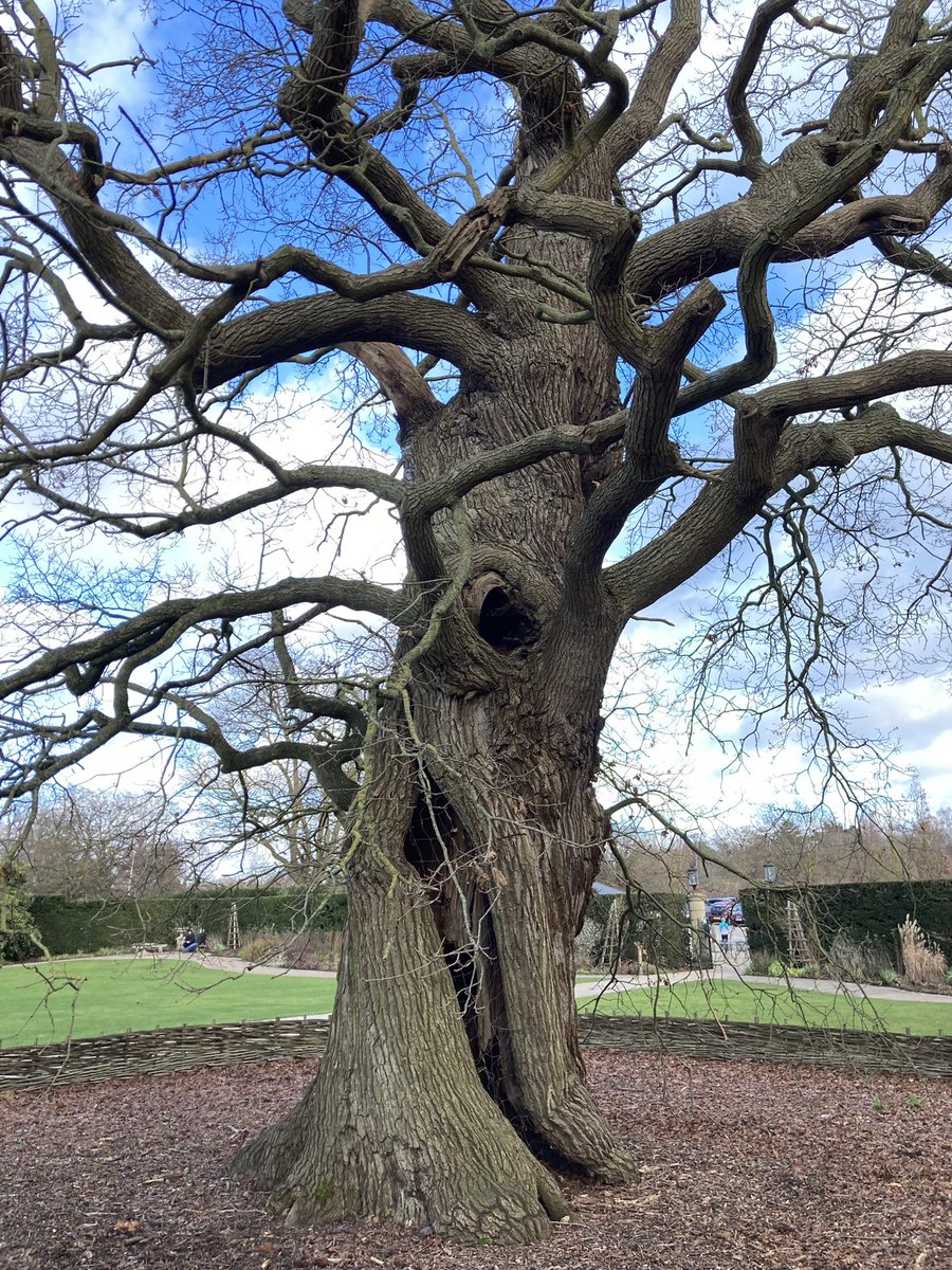 One of Richmond’s magnificent old oaks #thicktrunktuesday