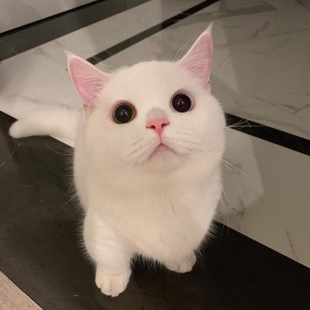 KIKIMORA🐱(Alumna) tweet media