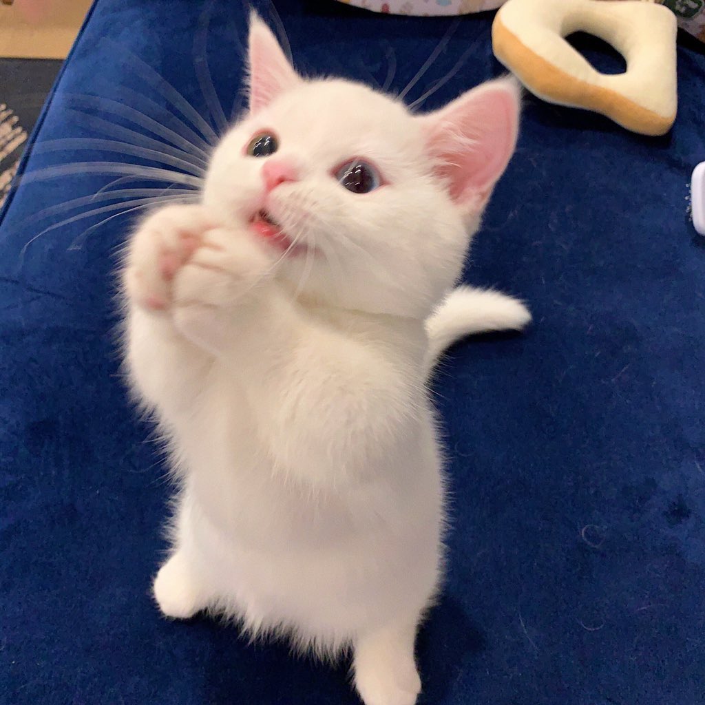 KIKIMORA🐱(Alumna) tweet media