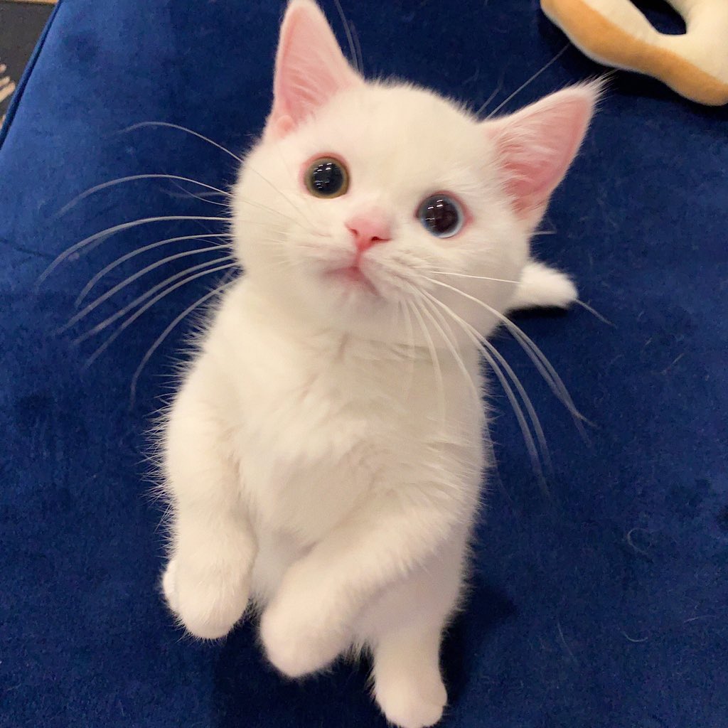 KIKIMORA🐱(Alumna) tweet media