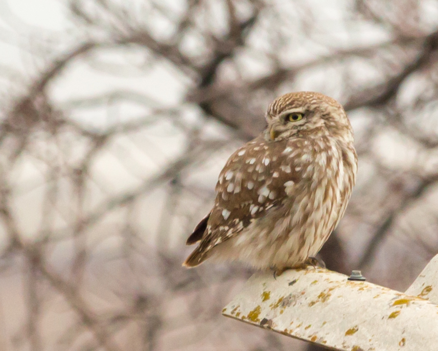 ilginuzunoglu's tweet photo. GM🌞

I've added 4 Little Owl photos to Diary of Birds collection.

https://t.co/RoKWvS6Xxw

#NFTs #NFTCommuntiy #nftphotography #NFTCollection 
@opensea https://t.co/WIvJz6Z4Wr