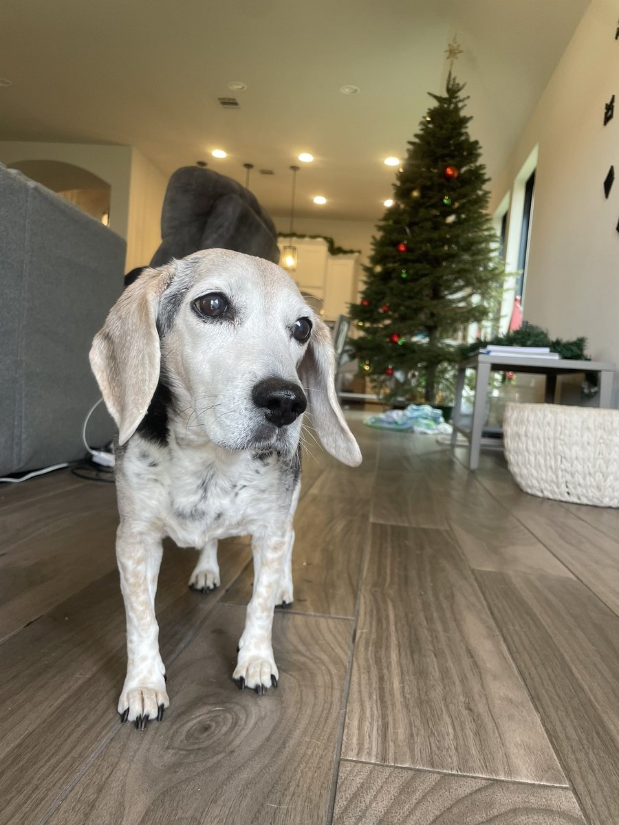 phcygal's tweet photo. @Chewy @andsheoooop My #beagles all have their accounts on Chewy! Miss Cricket is the matriarch at 16 yrs 9 months and then its Rupert Dobby and Sandy is the baby! https://t.co/IqXOGjqtQv