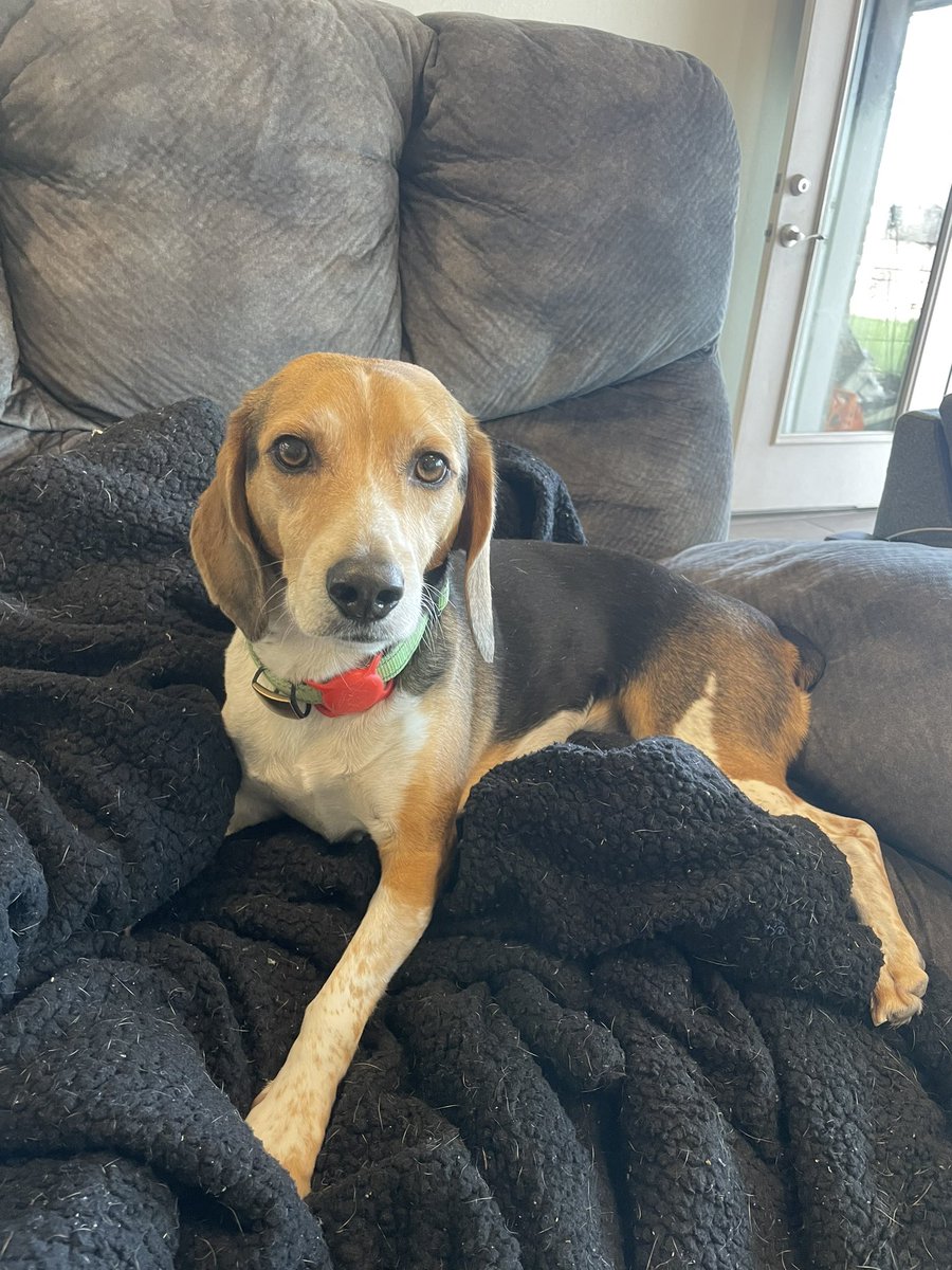 phcygal's tweet photo. @Chewy @andsheoooop My #beagles all have their accounts on Chewy! Miss Cricket is the matriarch at 16 yrs 9 months and then its Rupert Dobby and Sandy is the baby! https://t.co/IqXOGjqtQv