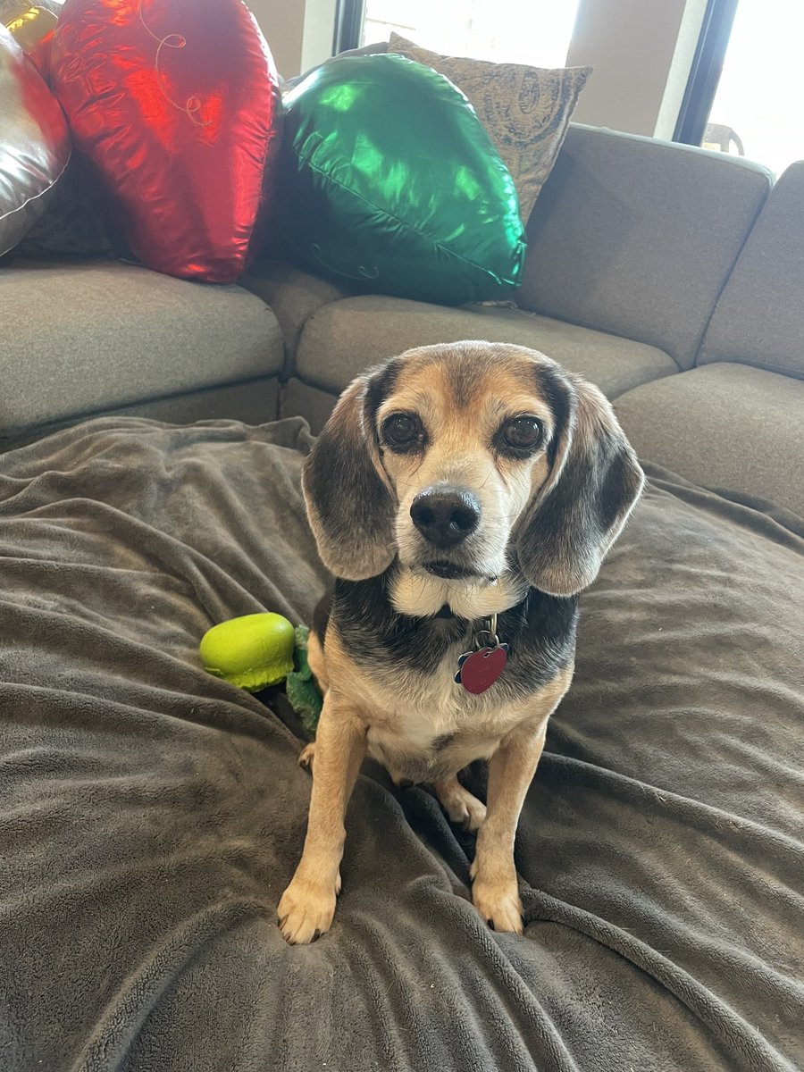 phcygal's tweet photo. @Chewy @andsheoooop My #beagles all have their accounts on Chewy! Miss Cricket is the matriarch at 16 yrs 9 months and then its Rupert Dobby and Sandy is the baby! https://t.co/IqXOGjqtQv