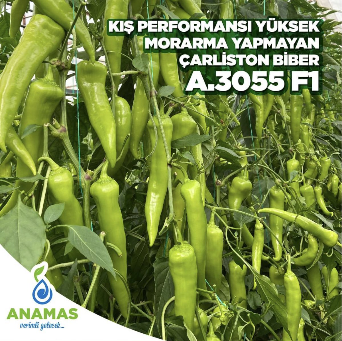 anamastohum's tweet photo. 📌 A-3055 F1 & Çarliston Biber
🌱 Tek ekim sera
🌱 Meyve rengi parlak, koyu yeşil
🌱 Meyve eti kalın, yüzeyi pürüzsüz
🌱 Soğuk performansı yüksek
🌱 Meyve uzunluğu ort.21-23 cm
🌱 Meyve raf ömrü uzun
🦠 TSWV-TMV toleranslıdır.
#anamas #tohum #sebze #hibrit #arge #ziraat #tarım https://t.co/A0HsqfpkGT