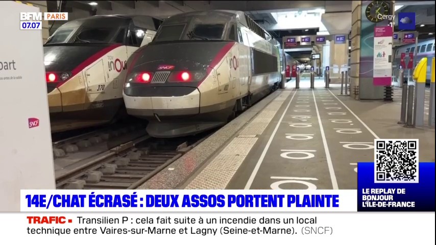 Info Flash Revue De Presse 75 Chat Mort Ecrase Par Un Tgv A Montparnasse Deux Associations