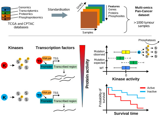 Mol Syst Biol (@molsystbiol) on Twitter photo Estimation of activity changes for >500 kinases & transcription factors in >1,000 cancer samples & cell lines identifies drivers of signalling dysregulation & patient survival ➡️ bit.ly/3Jb9l5b
<a href="/pedrobeltrao/">Pedro Beltrao</a> <a href="/IMSB_ETH/">IMSB_ETH</a> <a href="/saezlab/">Saez-Rodriguez Group</a> <a href="/UniHeidelberg/">Uni Heidelberg</a> <a href="/e_petsalaki/">Evangelia Petsalaki</a> <a href="/emblebi/">EMBL-EBI</a> Estimation of activity changes for >500 kinases & transcription factors in >1,000 cancer samples & cell lines identifies drivers of signalling dysregulation & patient survival ➡️ bit.ly/3Jb9l5b
<a href="/pedrobeltrao/">Pedro Beltrao</a> <a href="/IMSB_ETH/">IMSB_ETH</a> <a href="/saezlab/">Saez-Rodriguez Group</a> <a href="/UniHeidelberg/">Uni Heidelberg</a> <a href="/e_petsalaki/">Evangelia Petsalaki</a> <a href="/emblebi/">EMBL-EBI</a>