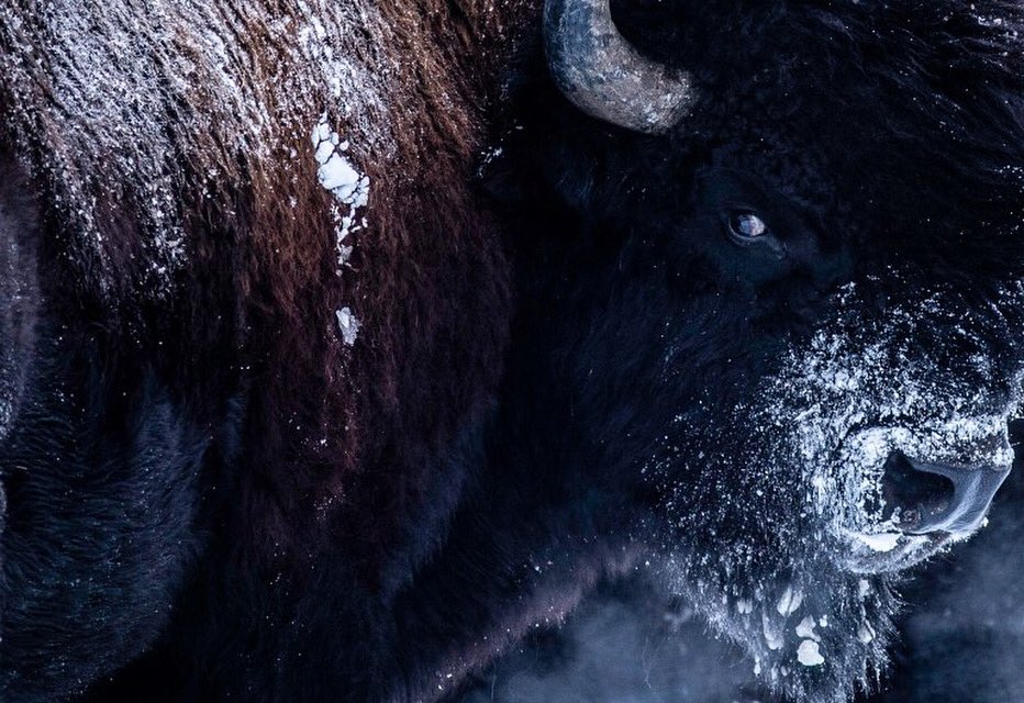 Antonin Charbouillot tweet media