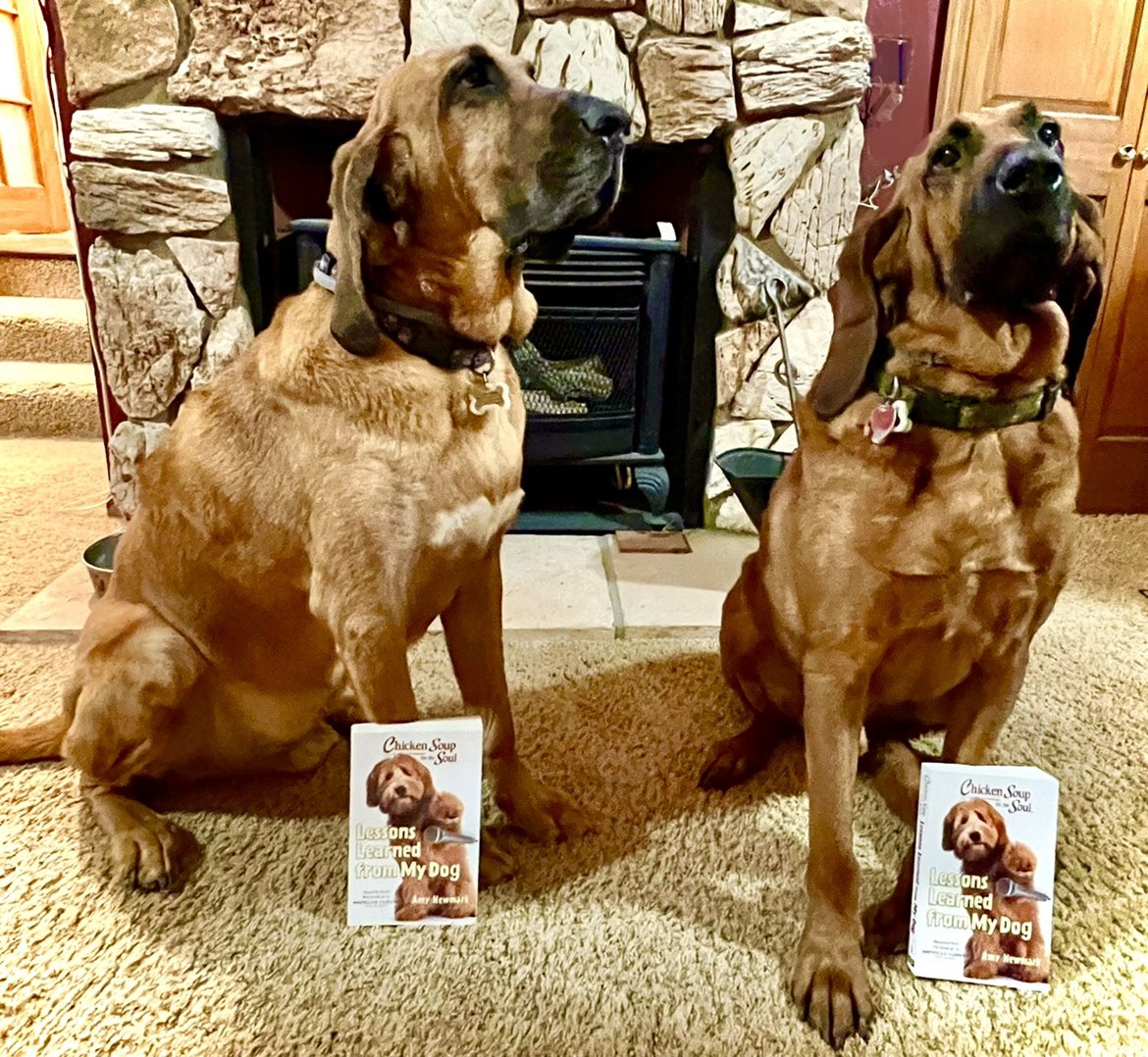 Gwen_Cooper10's tweet photo. Release Day today!! Copies available online and in stores - Hunter and Opie are so excited for you to read Mom’s story, “Woodland Lights,” all about them in this new @ChickenSoupSoul book 💙🐾 #CSSLessonsLearnedfromMyDog https://t.co/AO7DJaIW5D