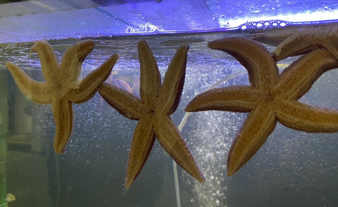 Christian Pansch tweet media