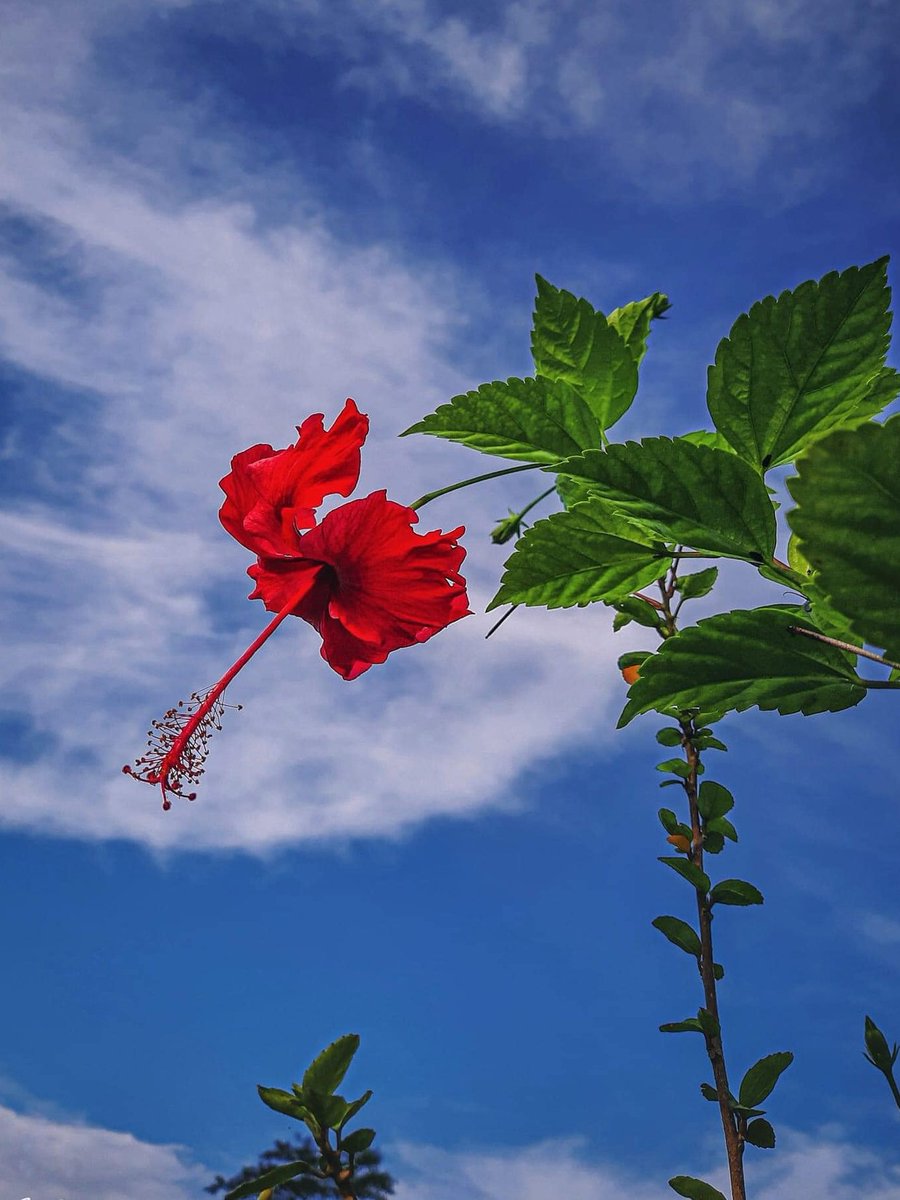 rimaazad049's tweet photo. 🌺🌺#fvrt #love #bd #Flowers #flower https://t.co/qquURYerSM