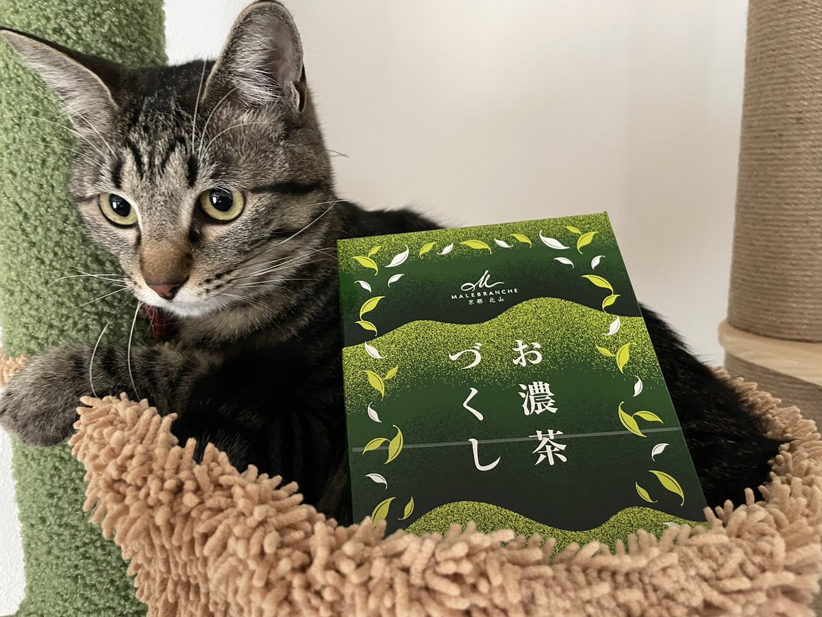 SOU__KURI's tweet photo. お友達がくれたお土産
めちゃウマですぐ無くなる予感！😋
くくちゃんが迷惑そうです🤣ww

#猫のいる暮らし 
#猫好きさんと繫がりたい https://t.co/BHCsLxE0q1