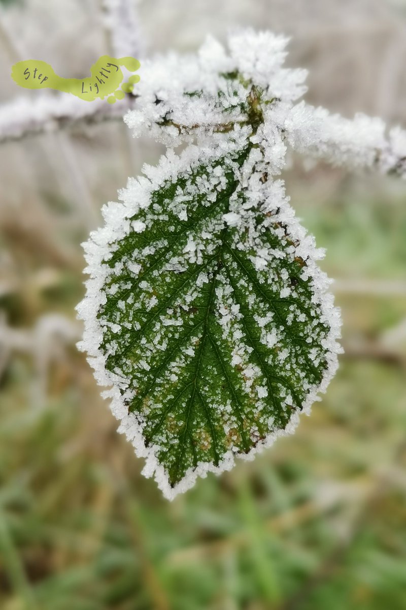 steplightlyh's tweet image. Morning all, that was a chilly weekend.
Remember, consume less, give back more and leave your old ways at the door 💚🌏