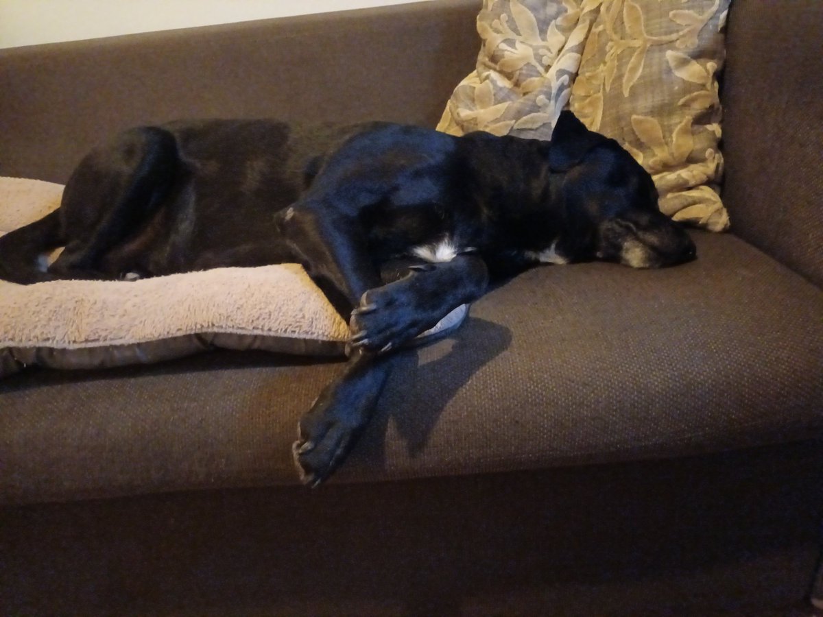 LosAnneke's tweet photo. Really, is it already morning?? Can't be, I am so sleepy 🥱 #dogsoftwitter #sleepydoggo https://t.co/7Kw0Oi3USe