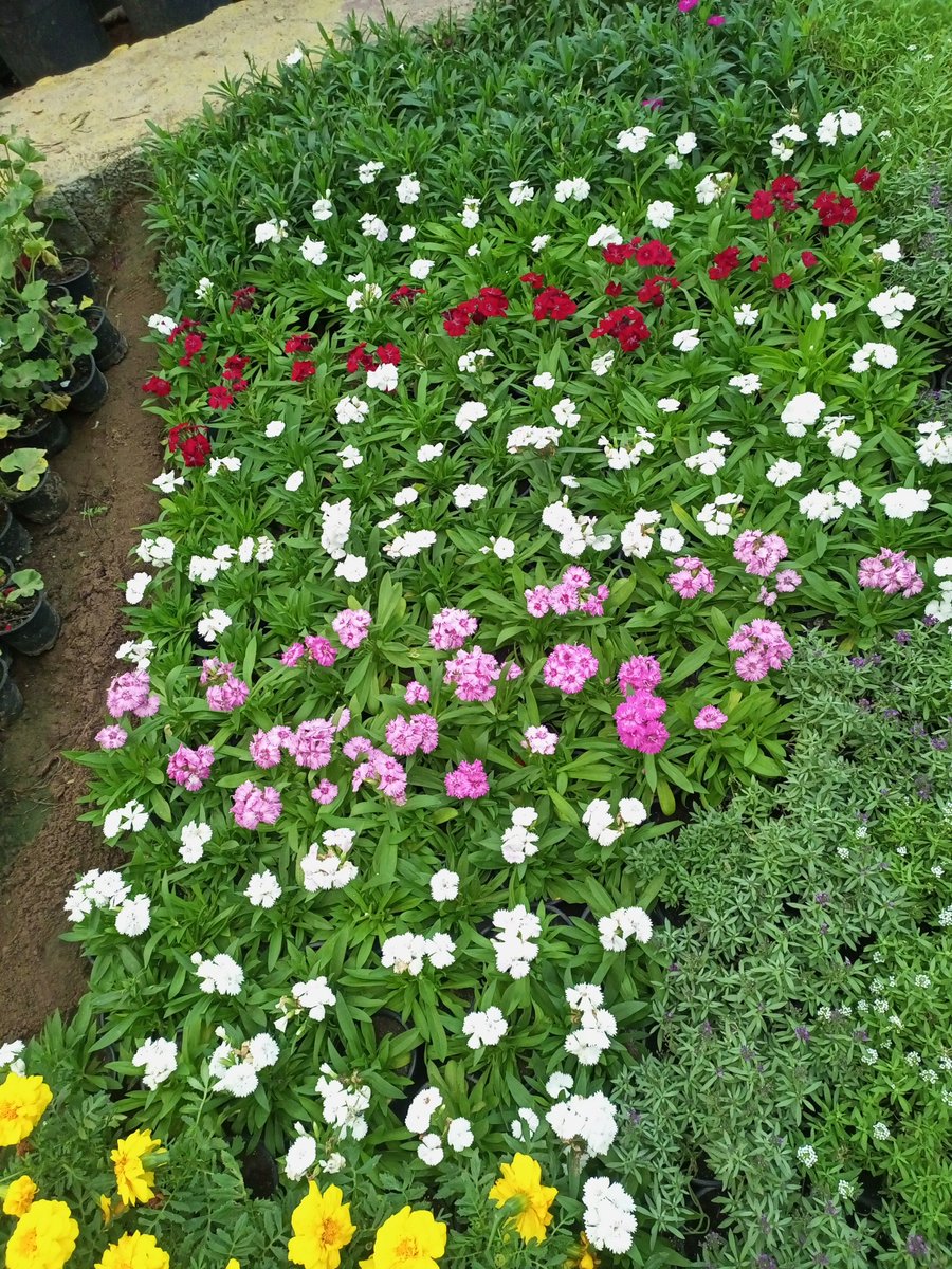 مشتل روابي محايل