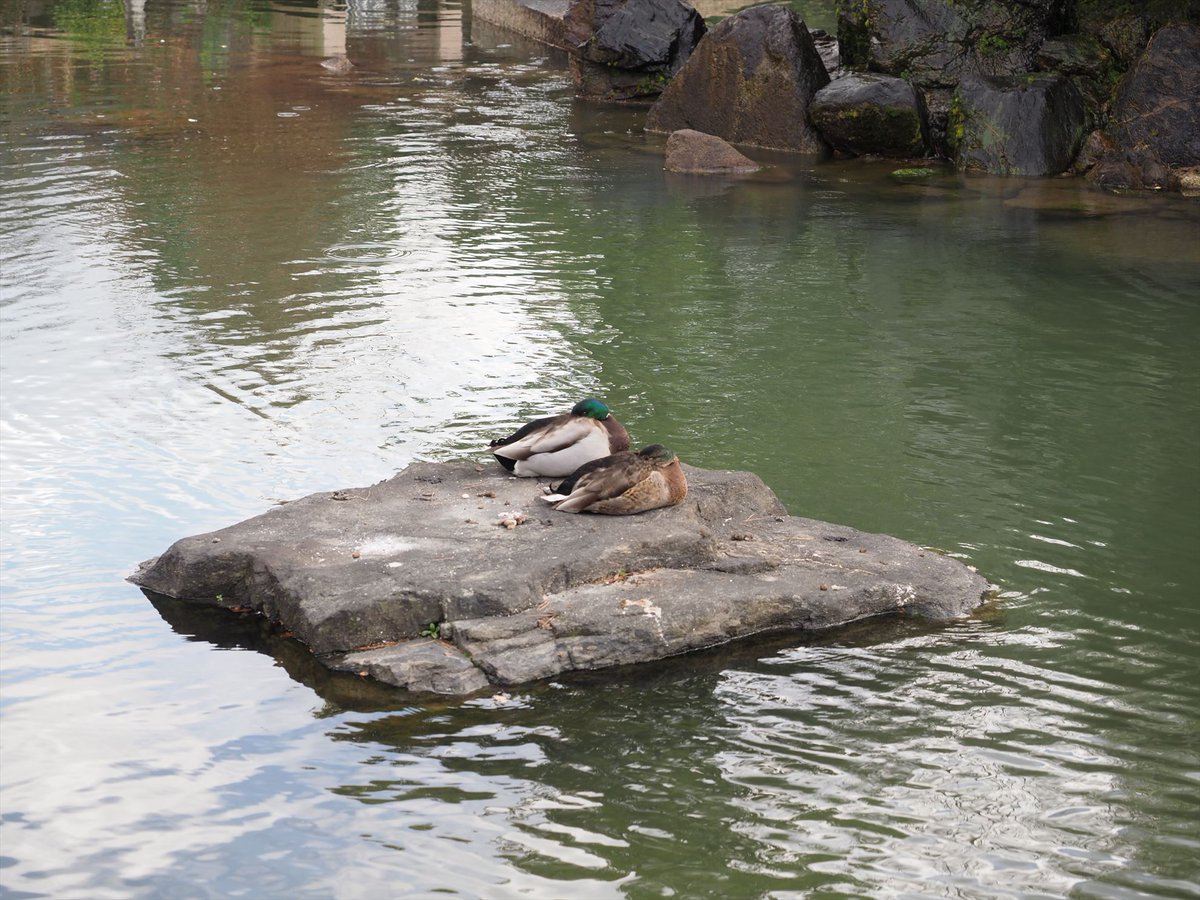 kyotoshidoubut1's tweet photo. ただいま疏水は浚渫中。そして、噴水池でオオバンやマガモを見かけます。この時期「はたらくくるま」が人気スポットの一つに。
#京都市動物園 #kyotocityzoo #疏水浚渫 #オオバン #マガモ #はたらくくるま #Sosui #Dredging #coot #Mallard #servicevehicle https://t.co/APhmsJxNZH