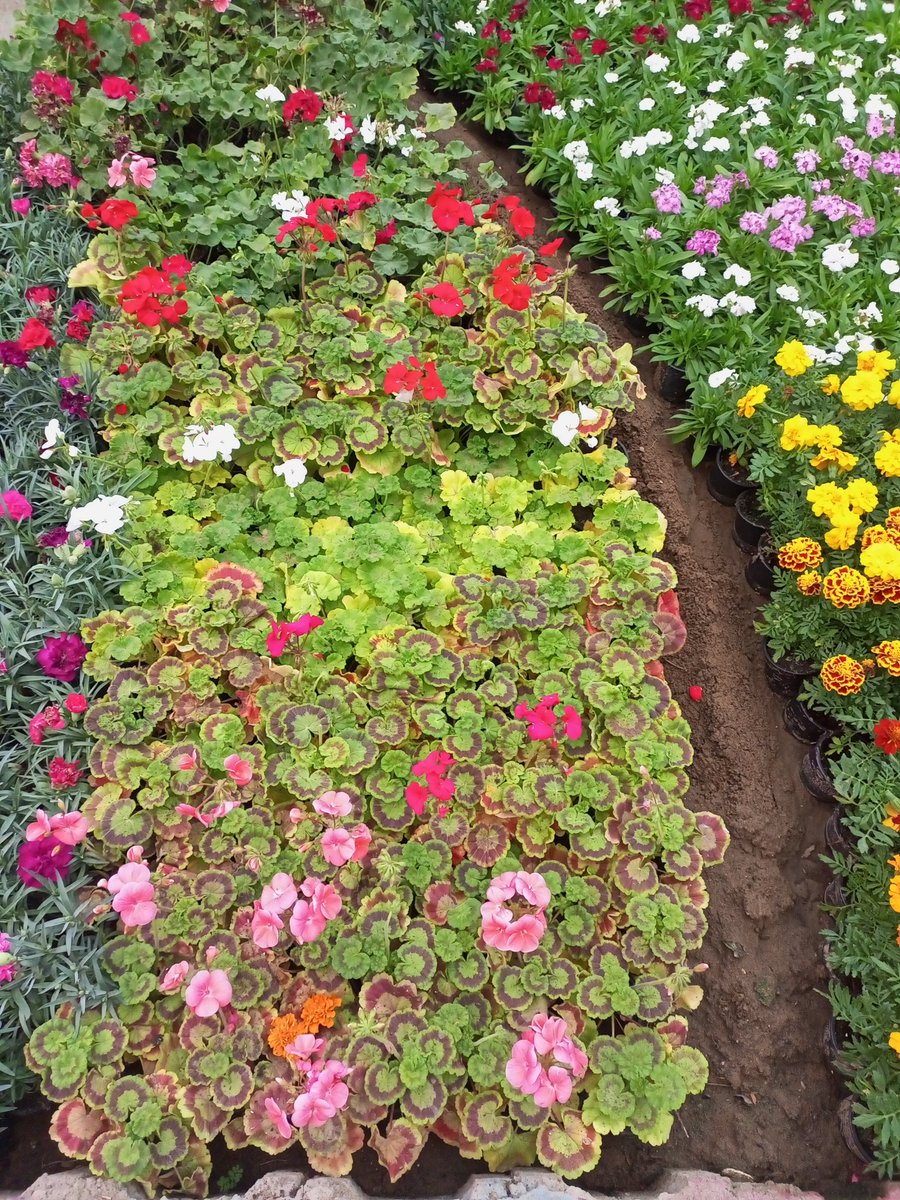 مشتل روابي محايل