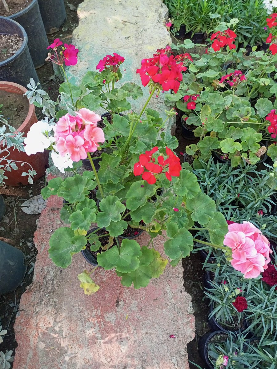 مشتل روابي محايل