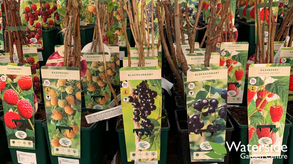 A huge choice of hardy &amp; deciduous 3L Blackcurrant &amp; Raspberry bushes are available in-store today. 🫐
Prices vary.

Fruit always tastes its best when you've grown it yourself, get involved this year with this excellent selection of fruit bushes. 🪴

☀️ Full sun position