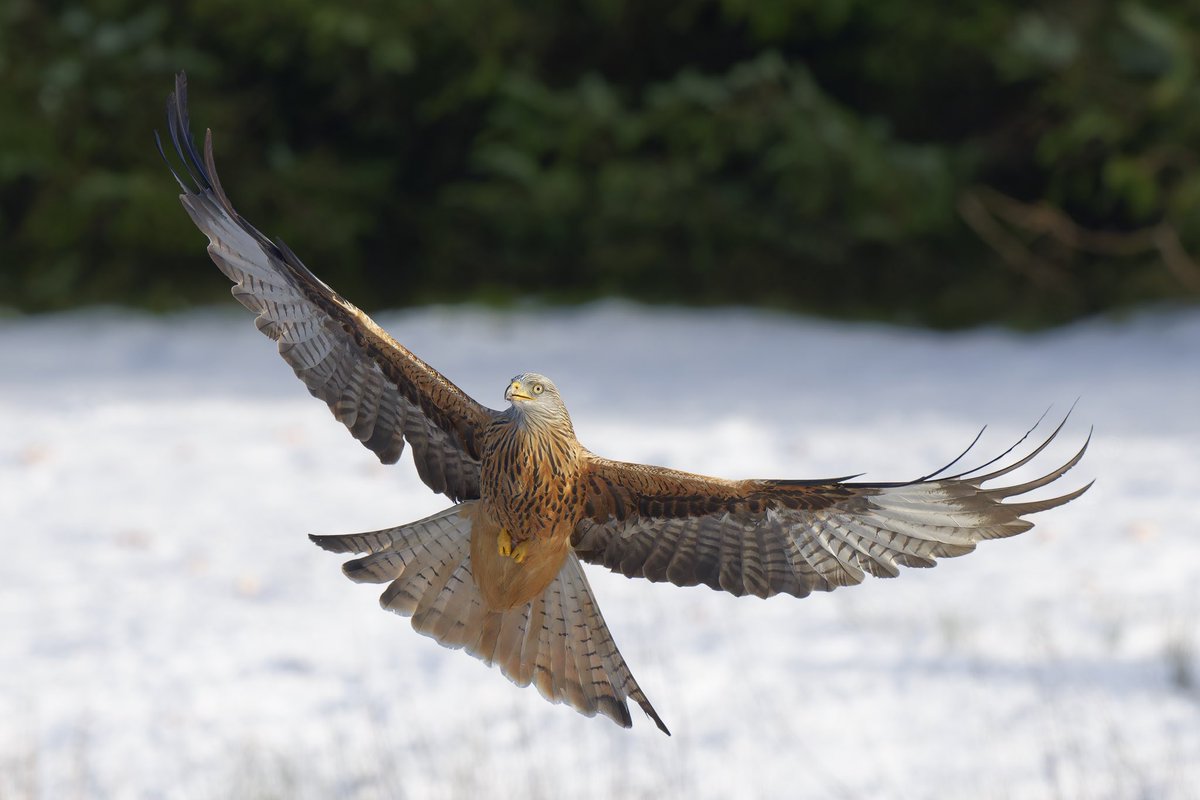 twamers's tweet image. Red Kite over the weekend in a snowy Wales @WildlifeMag @BBCSpringwatch @NatResWales @WTWales @Natures_Voice @BBCEarth #BBCPapers #BBCWildlifePOTD #BirdsSeenIn2023 #NaturePhotography