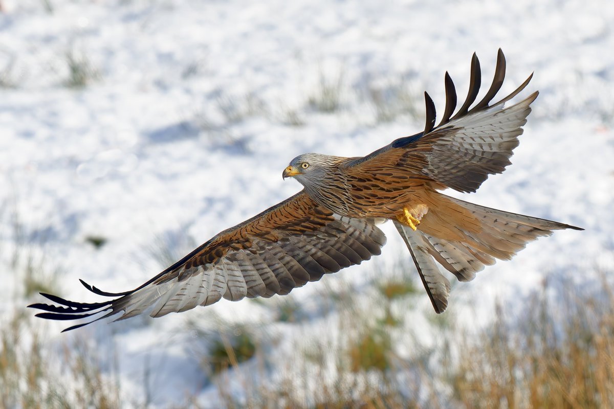 twamers's tweet image. Red Kite over the weekend in a snowy Wales @WildlifeMag @BBCSpringwatch @NatResWales @WTWales @Natures_Voice @BBCEarth #BBCPapers #BBCWildlifePOTD #BirdsSeenIn2023 #NaturePhotography