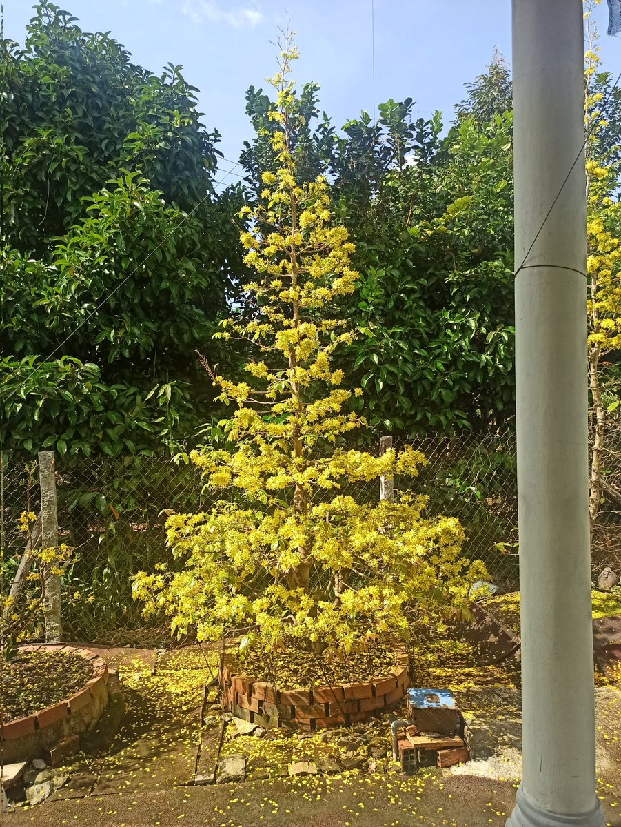 Ước j lúc nào cũng nở đẹp như hoa