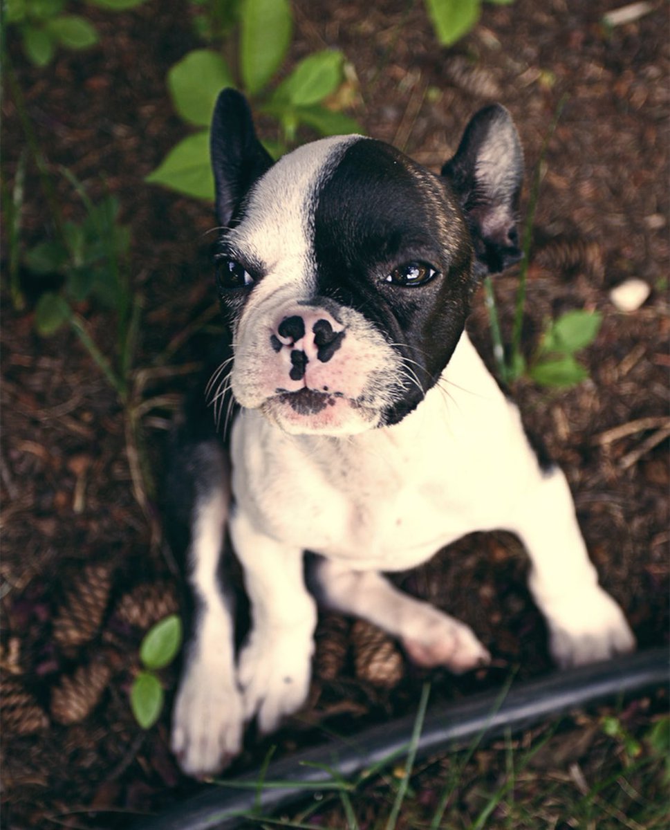 _Jurr's tweet photo. Rest well, little Winslow ❤️ https://t.co/vvfVh6keCg