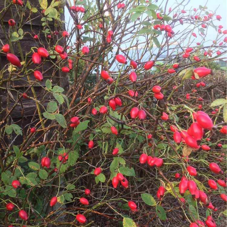 I have a large number of Rosa Laxa plants available for sale if anyone is looking to plant a wild hedge, min quantity is 1 bundle of 20 plants. Please message for prices. These plants will have lovely hips on for winter food for birds. 2yr old size may vary.