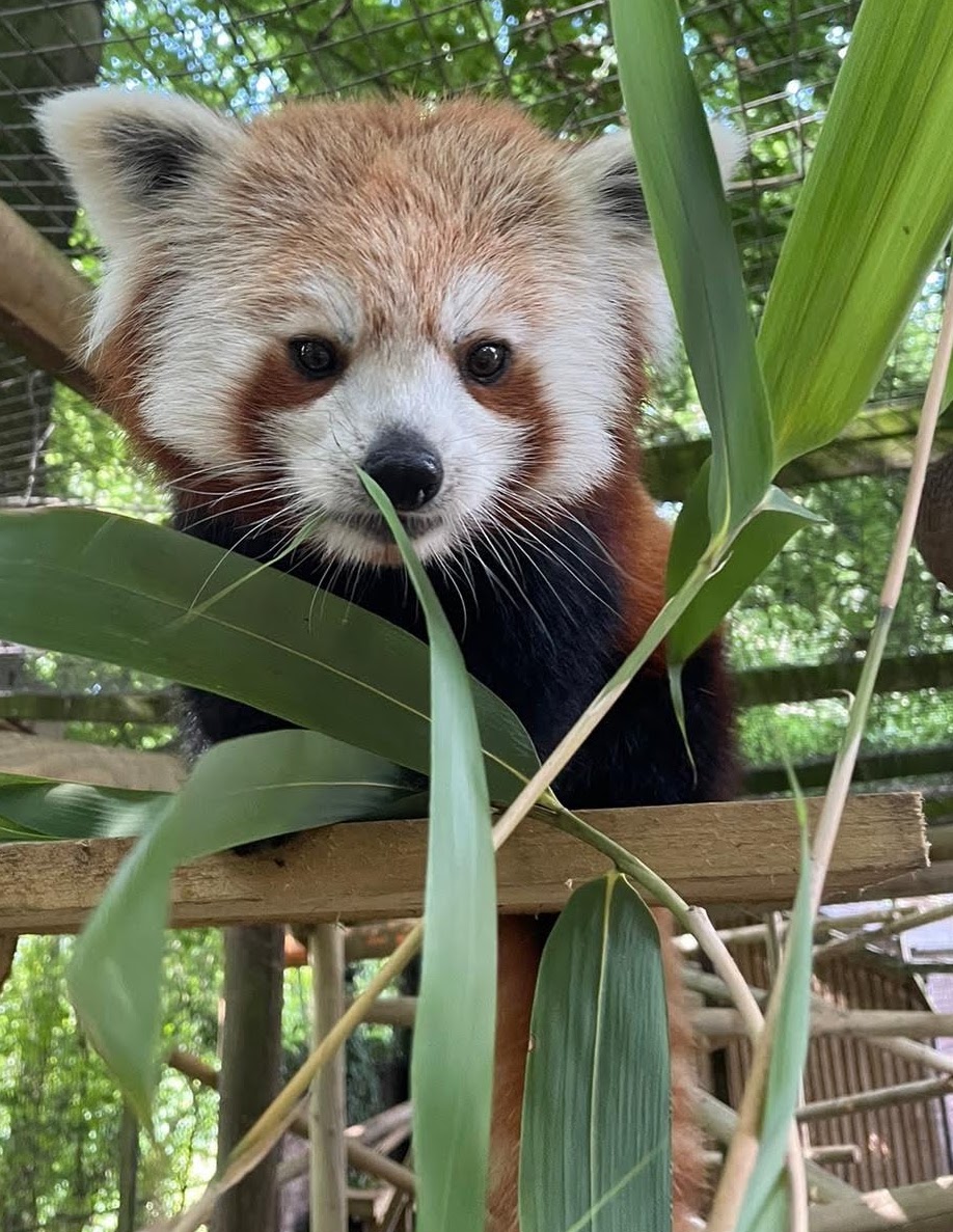dudleyzoo's tweet image. Calling all green-fingered gardeners, can you help us!
 
We’re appealing for any donations of potted or rooted bamboo  for the renovation of our red panda enclosure. 

Read more here: dudleyzoo.org.uk/bamboo/