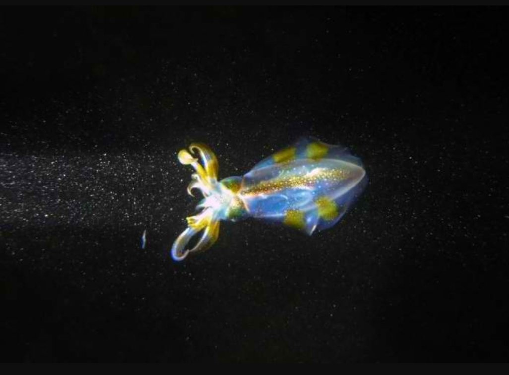 ForeignPost's tweet photo. #fpi #Robot #technology

The Foreign Post - From robot fireflies to okra plasters: 2022's nature-inspired solutions https://t.co/Fomhs6apE8 https://t.co/IMQzbwRmnY