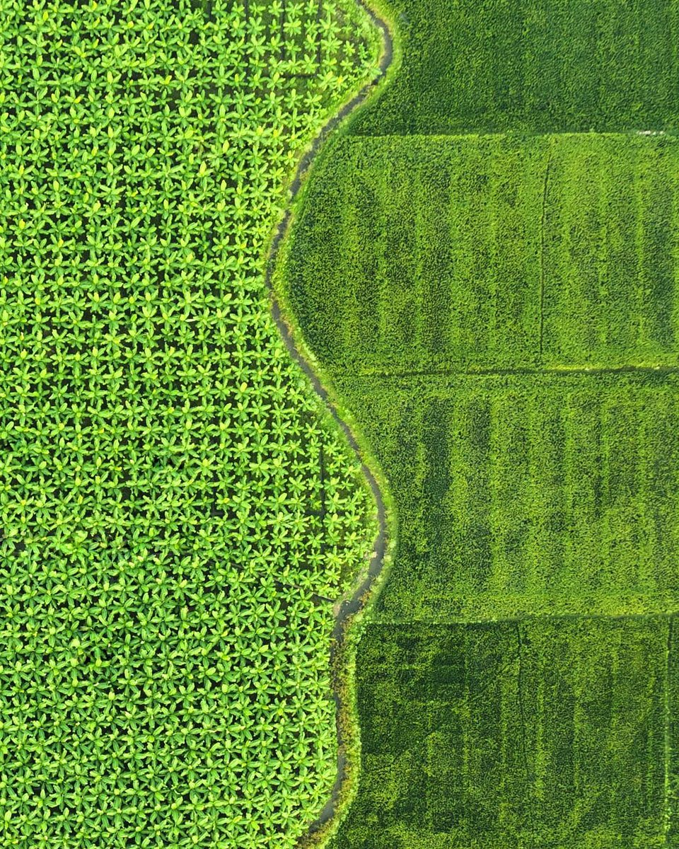 Praveen_nature's tweet photo. #Paddy #Banana #Feilds #Farming #Agriculture #Nature #Naturelover #NaturePhotography #Greenary #Beautiful #Village #Villagebeauty #Villagephotography #Droneshot #Dronephotography #India https://t.co/pCObuRanlC