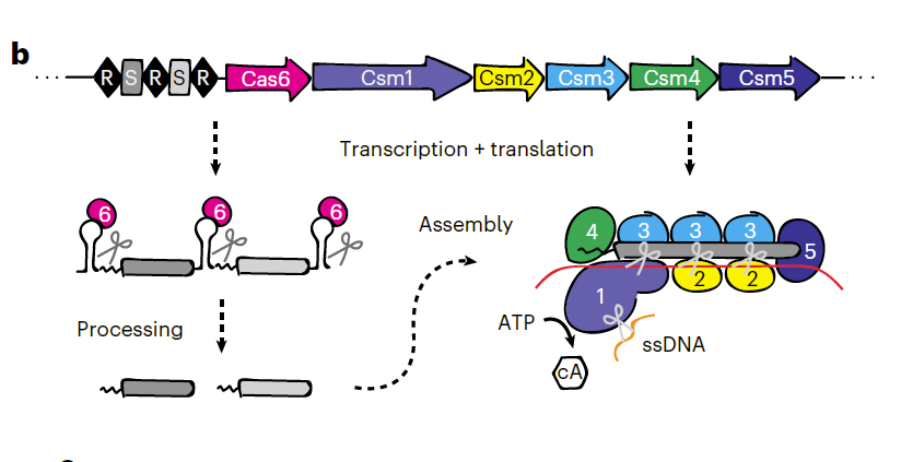 RNAiAnalyst's tweet photo. Interesting molecular biology #tool...
...but maybe not so useful as therapeutic modality, esp due to requirement of 6 potentially immunogenic proteins + other liabilities like DNase activity.
Damning observations Re #Cas13 targeting fidelity.
#CRISPR #Csm #Cas13 https://t.co/qSTJsqnin0