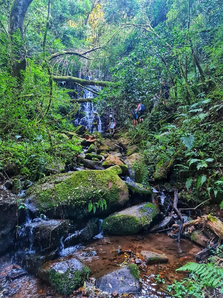 KrugerLowveld's tweet photo. The Rain Forest at Mount Sheba is a hiker's paradise. Often shrouded in morning mist, this is the perfect place to 'escape it all'. Located near Pilgrim's Rest, this property has 11 breathtaking trails to explore. Experience the sheer beauty of nature.
#itsinournature https://t.co/9YTs2RAx3u