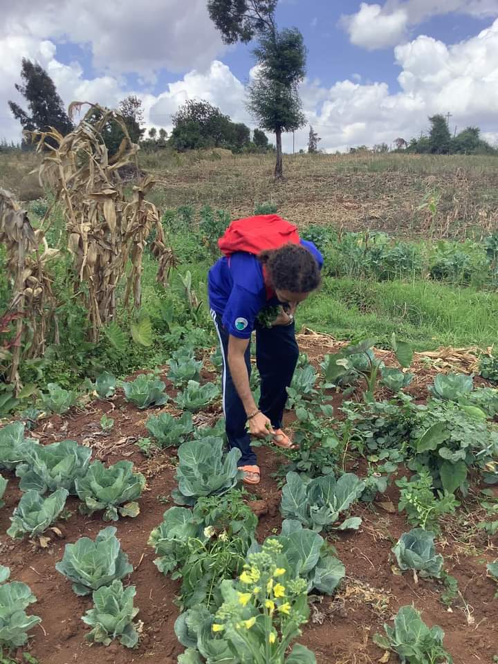 iguassu_ac's tweet photo. God bless our Land / Harvesting with my LAIKIPIA Parents
#laikipia #LaikipiaCounty #Nyahururu #healthier #healthierlifestyle #healthierchoices #healthieroptions #agriculture https://t.co/qLlGcbm3xt