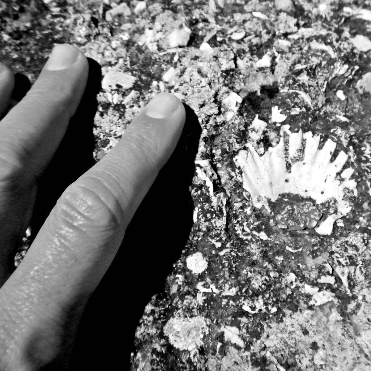 ABaucon's tweet image. I travelled from Italy to #Portugal by train... for developing a #paleontology #videogame. Here I was in #Montpellier, discovering its beautiful #streets and #fossils!
---
#fossil #palaeontology #science #videogames #gaming #gamer #videogame #pc #pcgaming #gamingcommunity