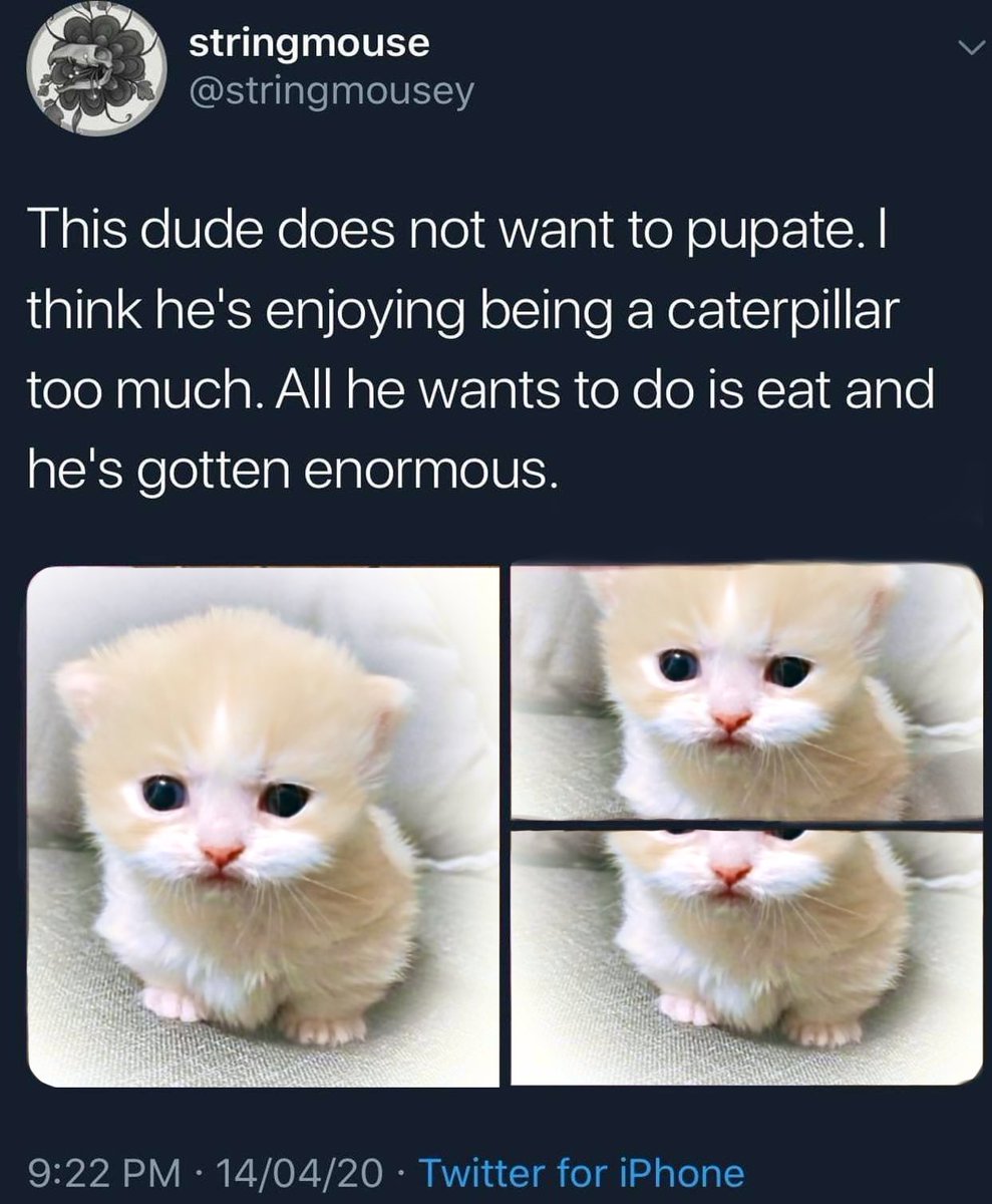 Poobert (@kindburp) on Twitter photo 