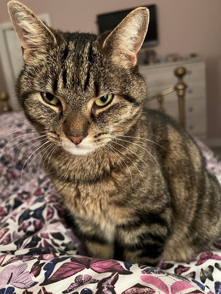 Millie 😸 📚 💚 🦔 tweet media