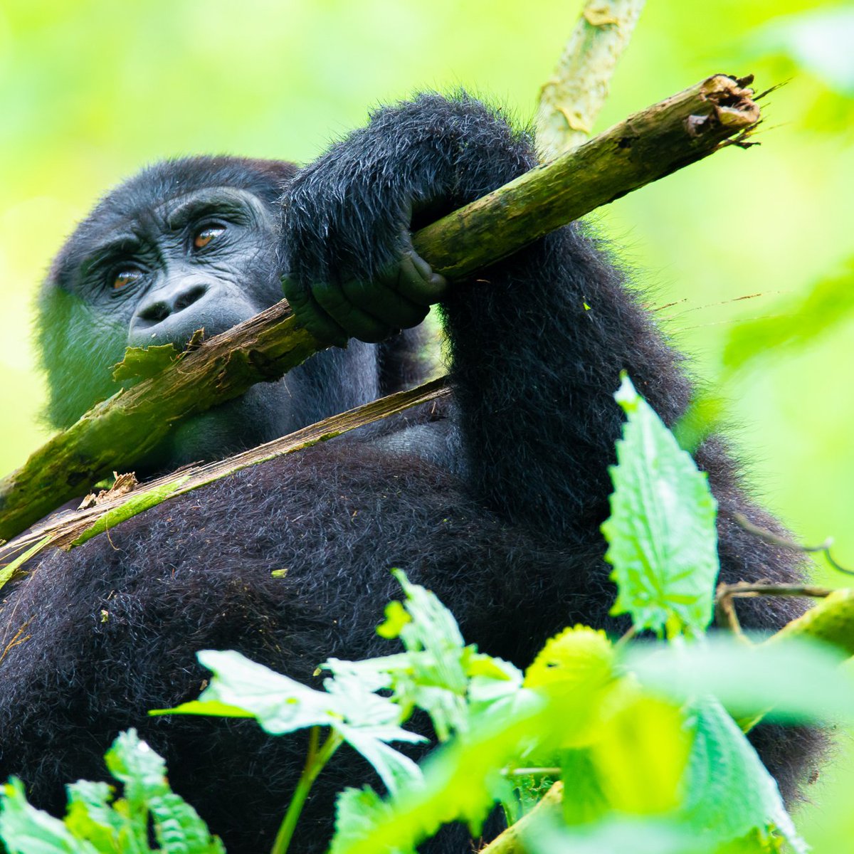 ChrisRunumi's tweet image. The past census, indicated that the #Mountaingorillas are escaping extinction. Observers are always amused by the families they visit. 
Book your #gorillatracking safari to either #Uganda or #Rwanda. Walk through the undergrowth of the dense forest to meet these apes. 🦍🦍