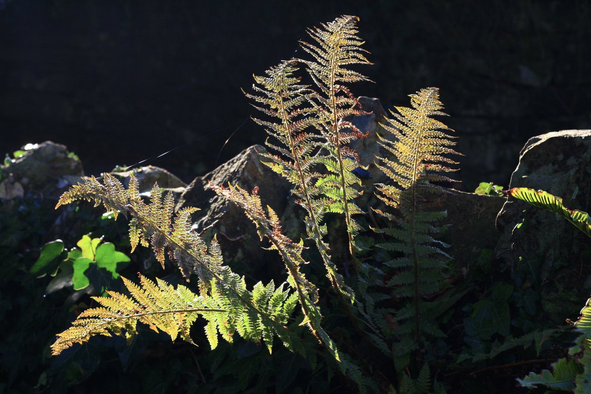 Fern leaves back lit by the sunshine in the rockery. #rockery #shadeplants #ferns