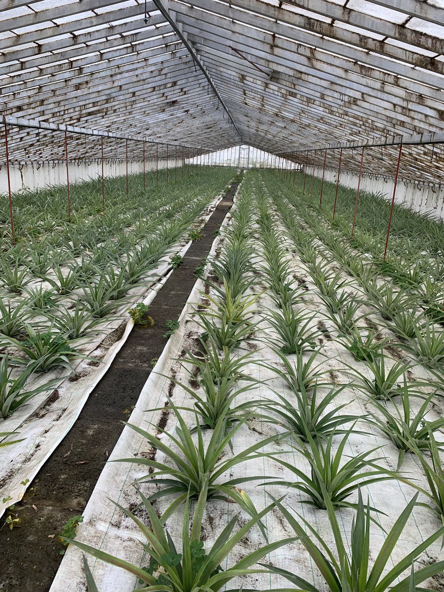 Kҽɳɳҽƚԋ IɳɠҽႦɾҽƚʂҽɳ on Twitter "Pineapple 🍍 farm 😍😋 Saõ Miguel, Azores."