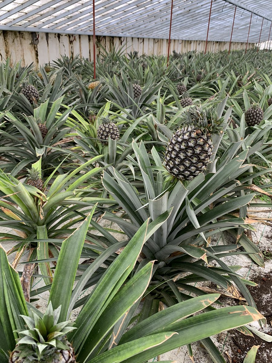 Kҽɳɳҽƚԋ IɳɠҽႦɾҽƚʂҽɳ on Twitter "Pineapple 🍍 farm 😍😋 Saõ Miguel, Azores."
