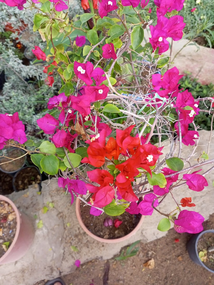 جهنمية تيلاندي
مشتل روابي محايل