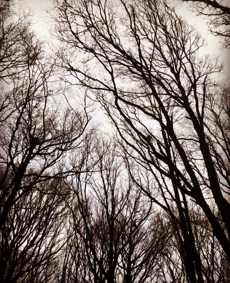 LeverArts's tweet image. “Trees are poems that the earth writes upon the sky.”
Kahlil Gibran

leverarts.org

#naturephotography #nature #architecturalform #beauty #forage #inspiration #art #artists #research  #colourstudy #green #tree #trees #looking #woods #woodland #kahlilgibran #poetry #sky