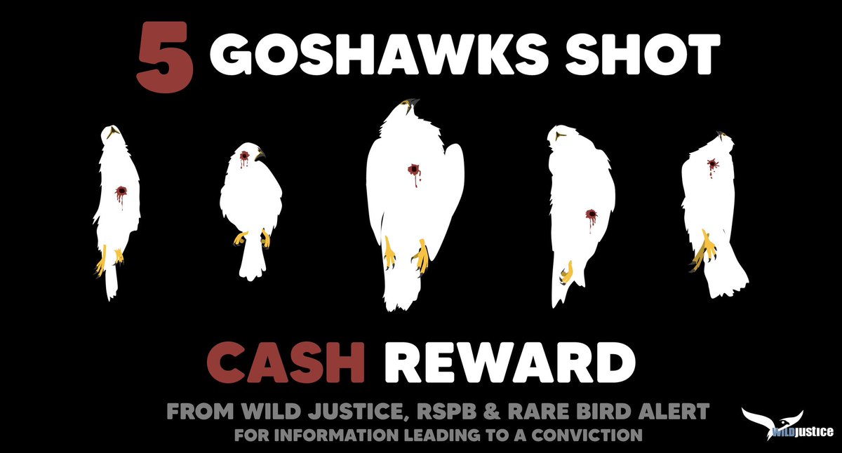 The reward from Wild Justice, <a href="/Natures_Voice/">RSPB</a> and <a href="/RareBirdAlertUK/">RareBirdAlertUK</a> for information on the 5 shot Goshawks now stands at £14,000. Help us get a conviction for this awful crime - please like and RT to spread the word!