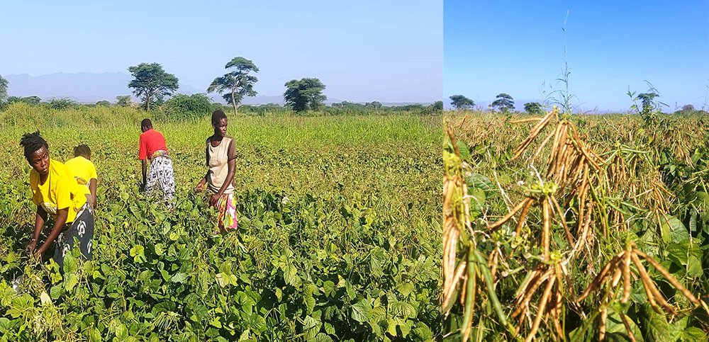NDAMBUL is a community-based Mother-to-Mother organization in Baringo County. Their green gram crop demo plot is a big success. We are grateful <a href="/kalromkulima/">KALRO</a> <a href="/EUinKenya/">European Union In Kenya</a> for the timely, transformative support.