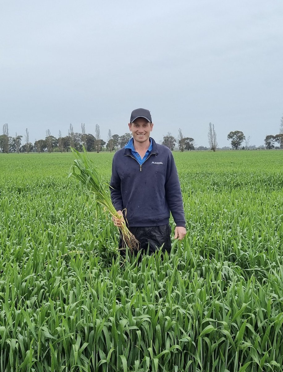 IKCaldwell's tweet photo. #knowyouragro at Shepparton this week!
Name: Tom Jeffery
Role in the Business: Agronomist
Where do you work: Shepparton and surrounds
How long have you been with the business: 4 years https://t.co/V3TPpD9n95