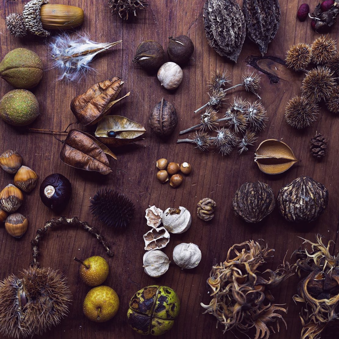 Bladdernuts, chinquapins and butternuts.. #seedpods, #fruits and other botanical treasures.