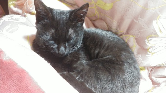 私の膝の上に乗るといつもなら撫でろアピールや撫でてる私の指を舐めたり噛んだりして落ち着きがないんだけど、今日は本当に疲れたらしくめったに撮影できない寝顔の写真を撮れました(๑'ㅂ`๑)♡ 