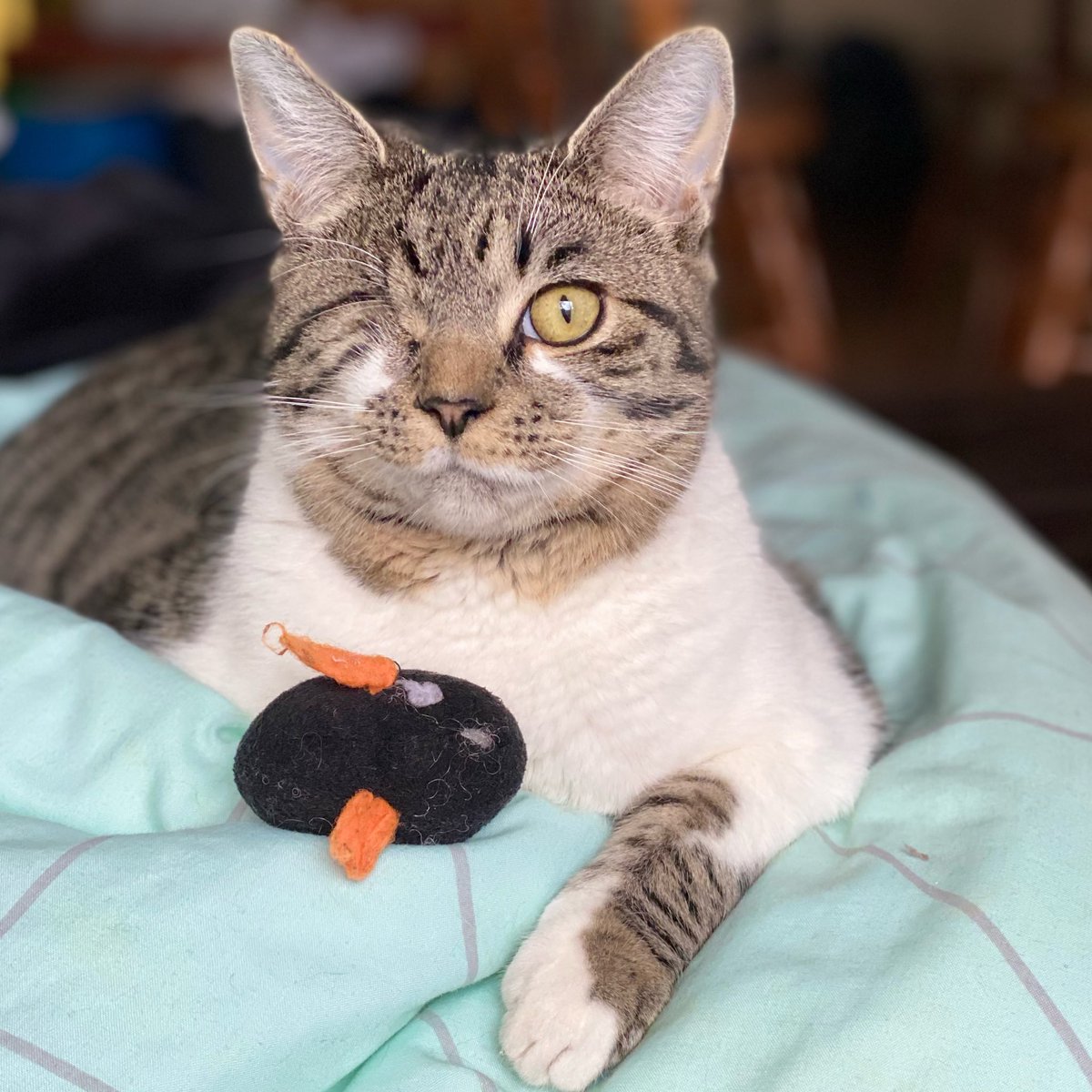 TheGreenest_'s tweet photo. @michaelscat2 He’s adorable and you have an amazing heart! When I adopted my one eyed baby, I thought I was going to give him a better life, but actually, he gave ME a better life. https://t.co/Au9mmc3Y03